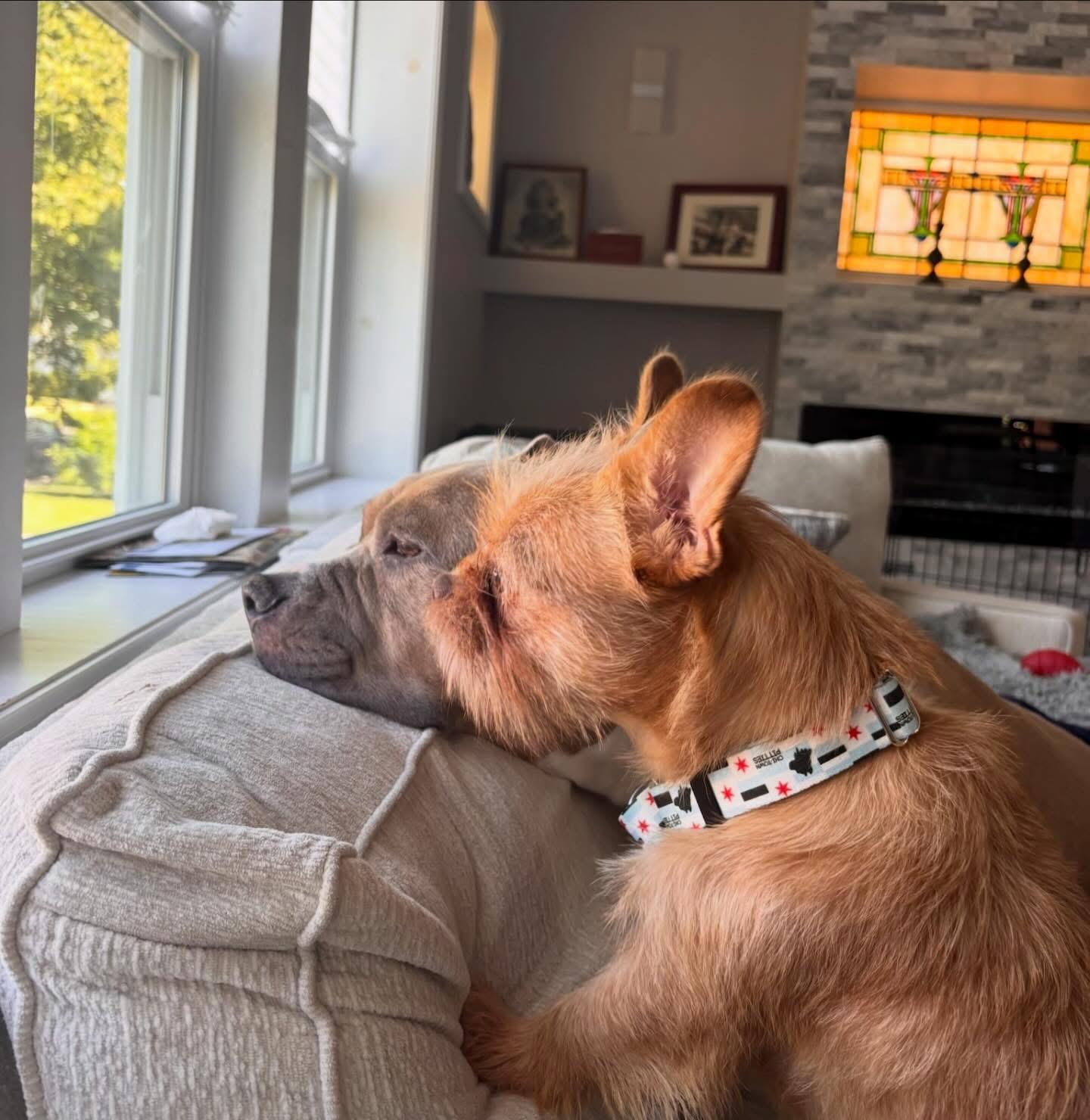 Miss Vicki, Adoptable, Adult Female French Bulldog & Shih Tzu.