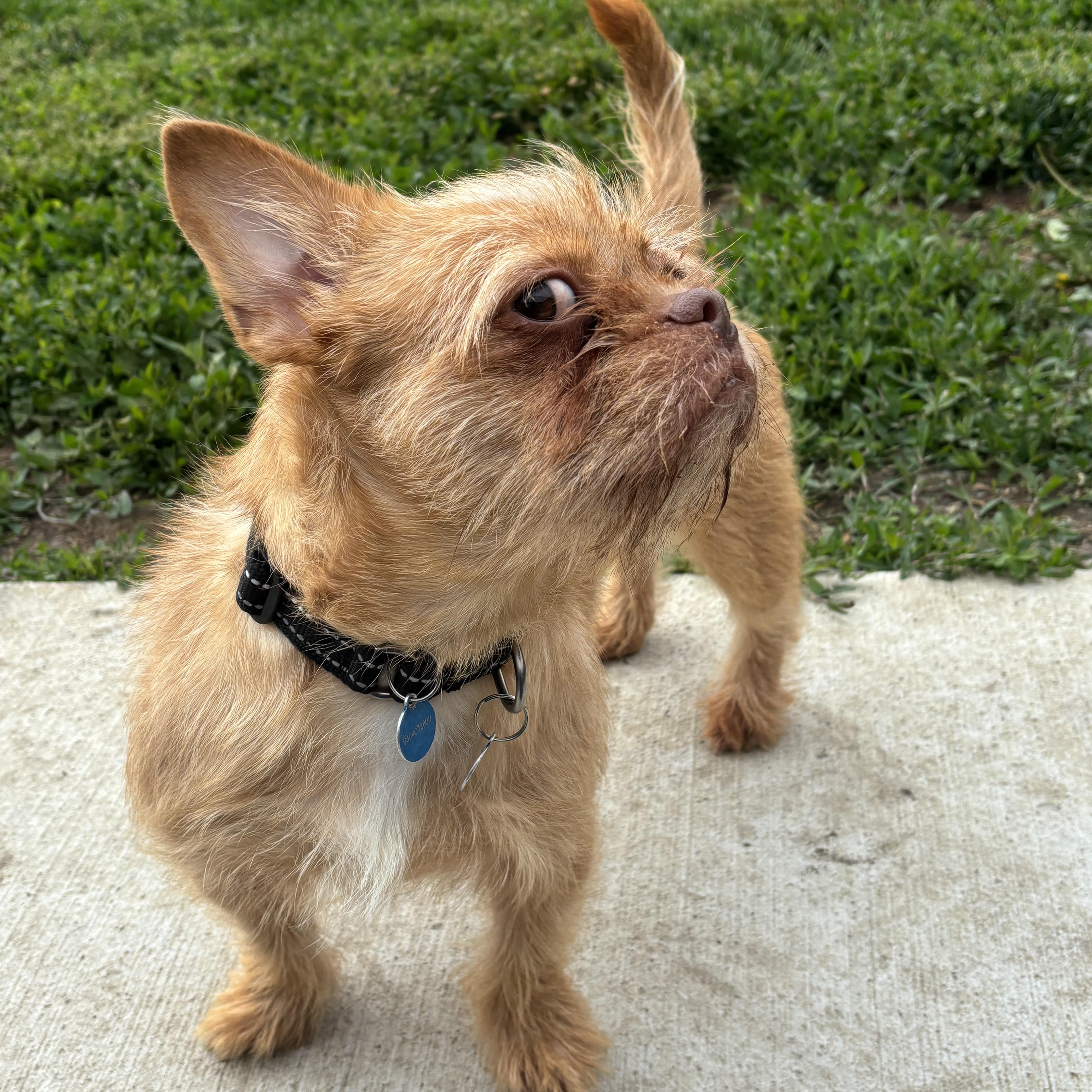 Enlarge Miss Vicki, a Adoptable mixed breed in Wheaton, IL image 2/4