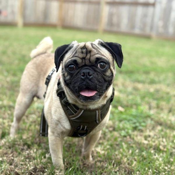 Reggie, adopted, Young Male Pug.