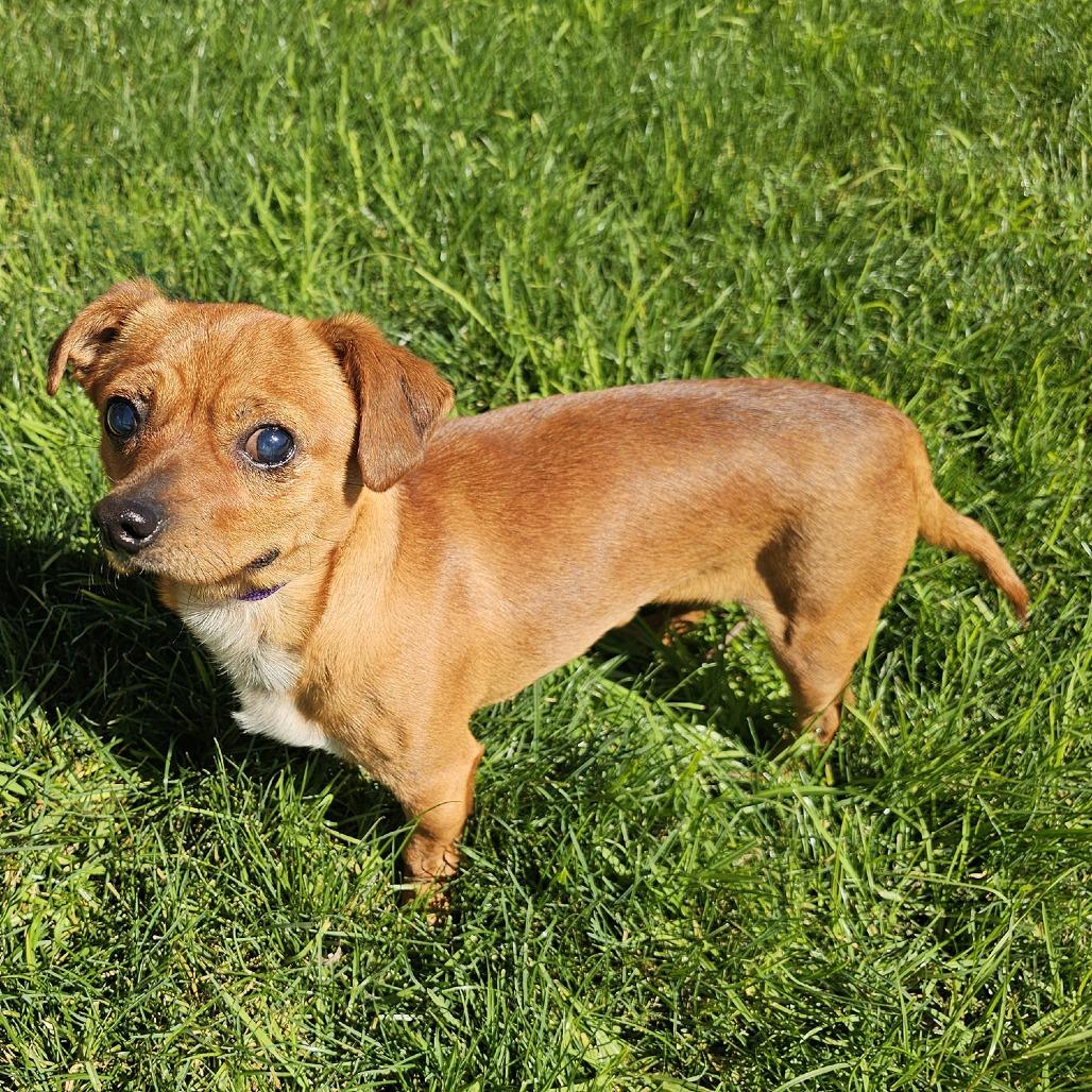 Pappy, a Adoptable mixed breed in Apple Valley, CA image 1/2
