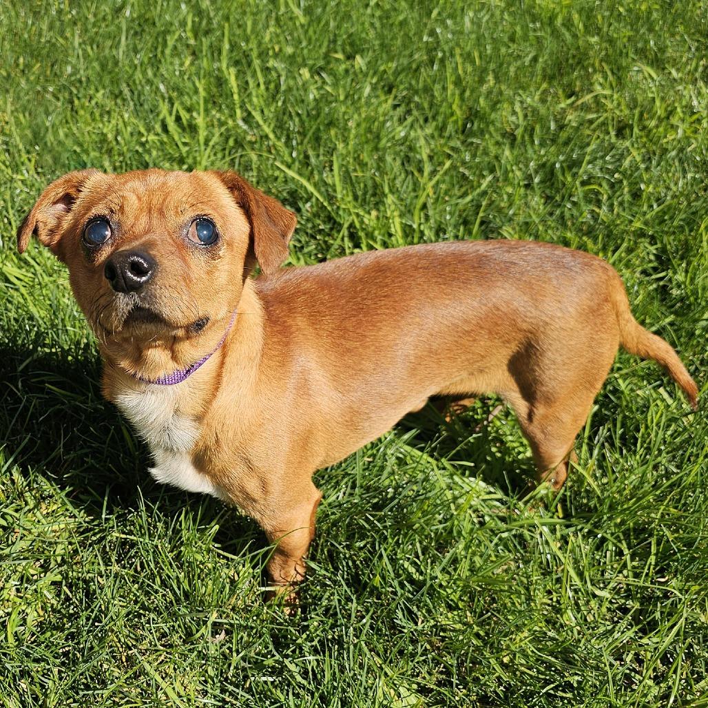 Pappy, a Adoptable mixed breed in Apple Valley, CA image 2/2