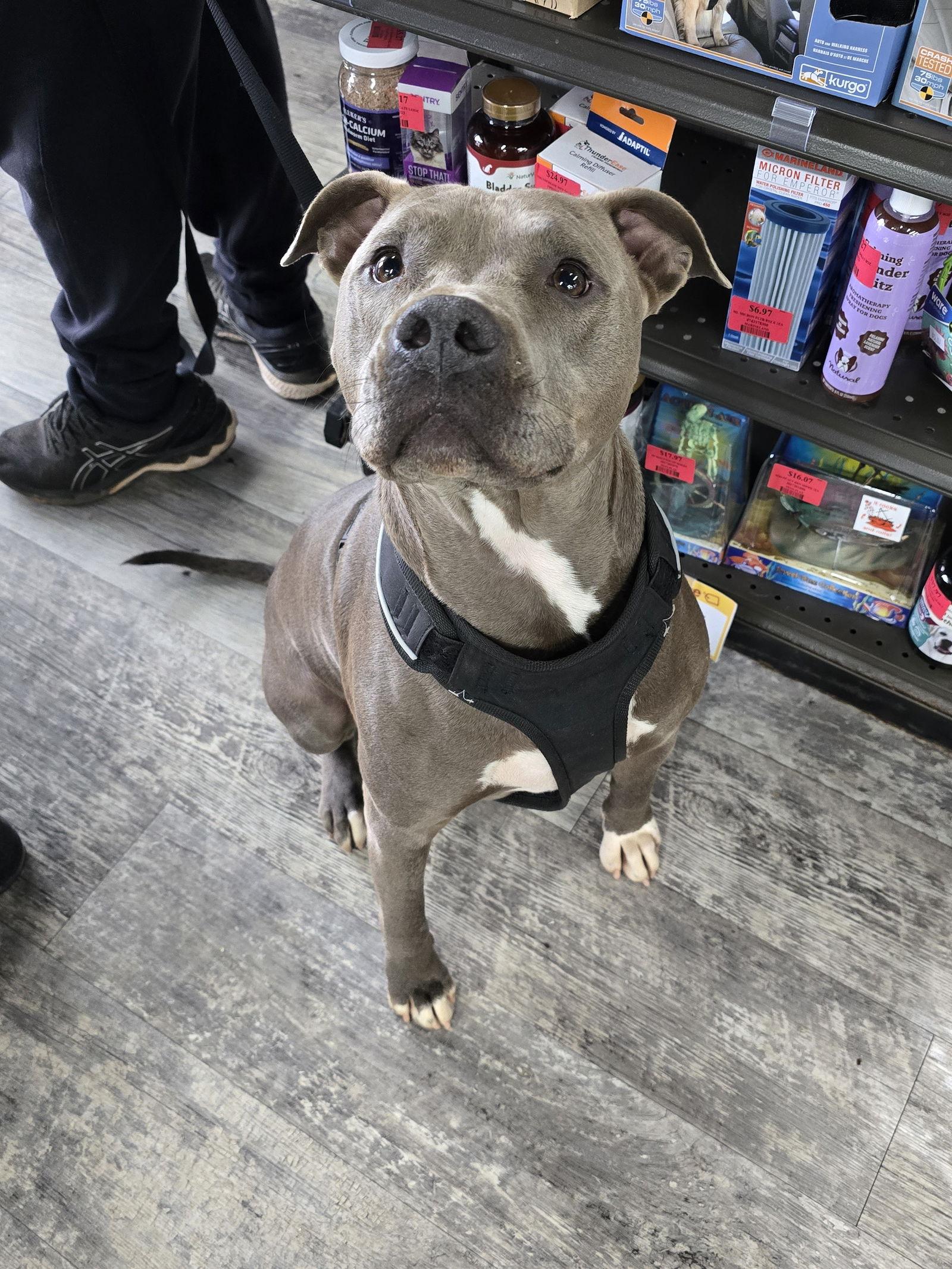 Ringo, a Adoptable Pit Bull Terrier in Locust Grove, GA image 1/3