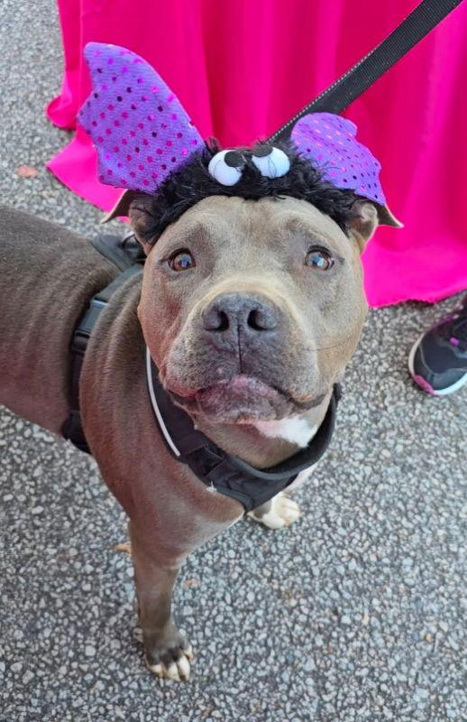 Ringo, a Adoptable Pit Bull Terrier in Locust Grove, GA image 2/3