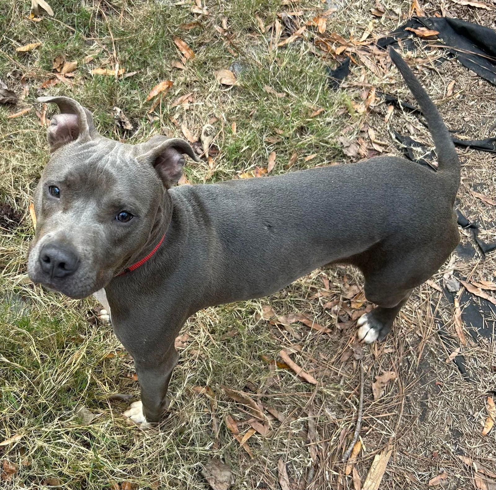 Ringo, a Adoptable Pit Bull Terrier in Locust Grove, GA image 3/3