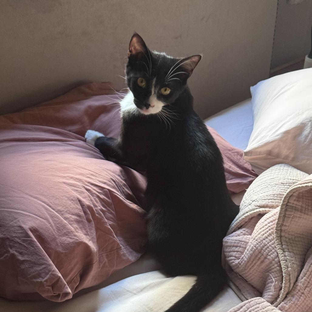 Francine, Adoptable, Kitten Female Domestic Short Hair.