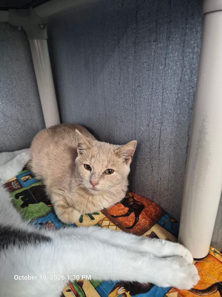 Enlarge Fractyl, a Adoptable mixed breed in Moriarty, NM image 1/1