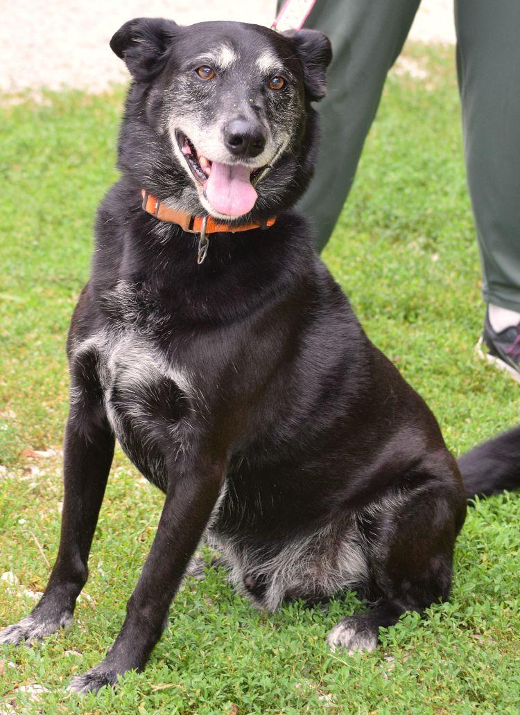 Yuma, a ADOPTABLE mixed breed in Parkville, MO image 2/5