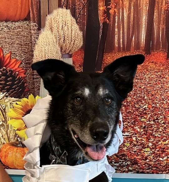 Enlarge Yuma, a ADOPTABLE mixed breed in Parkville, MO image 5/5