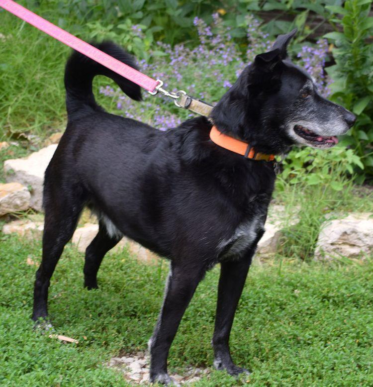Yuma, a ADOPTABLE mixed breed in Parkville, MO image 5/5