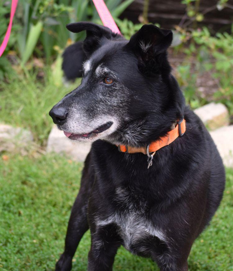 Yuma, a ADOPTABLE mixed breed in Parkville, MO image 3/5