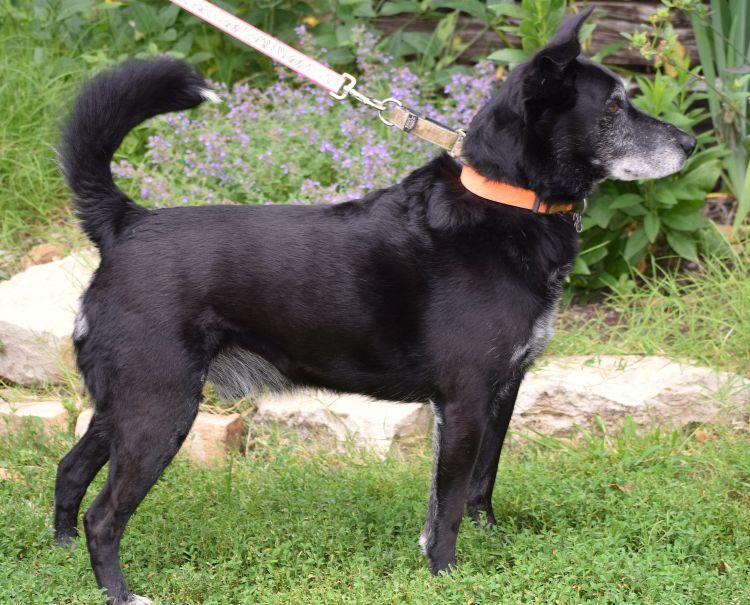Yuma, a ADOPTABLE mixed breed in Parkville, MO image 4/5