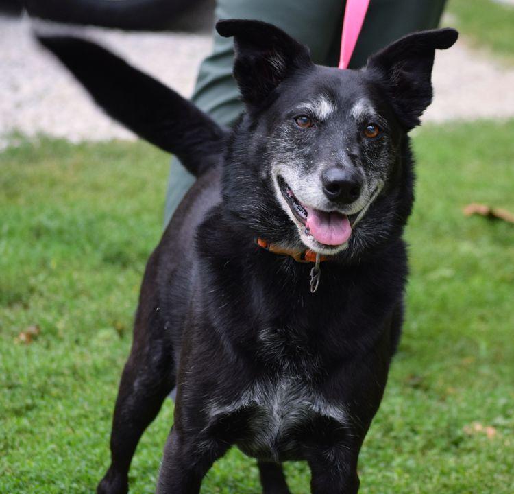 Yuma, a ADOPTABLE mixed breed in Parkville, MO image 1/5