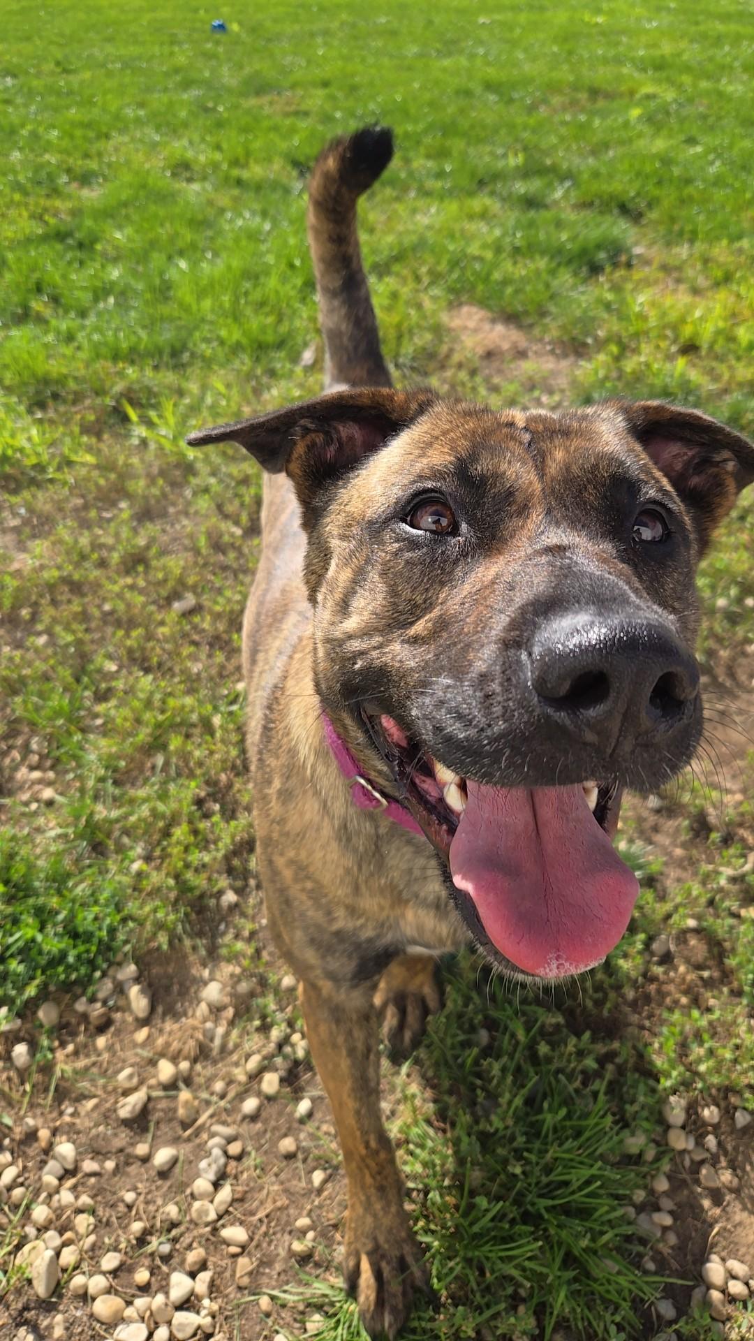 Zelda, Adoptable, Adult Female Mastiff.