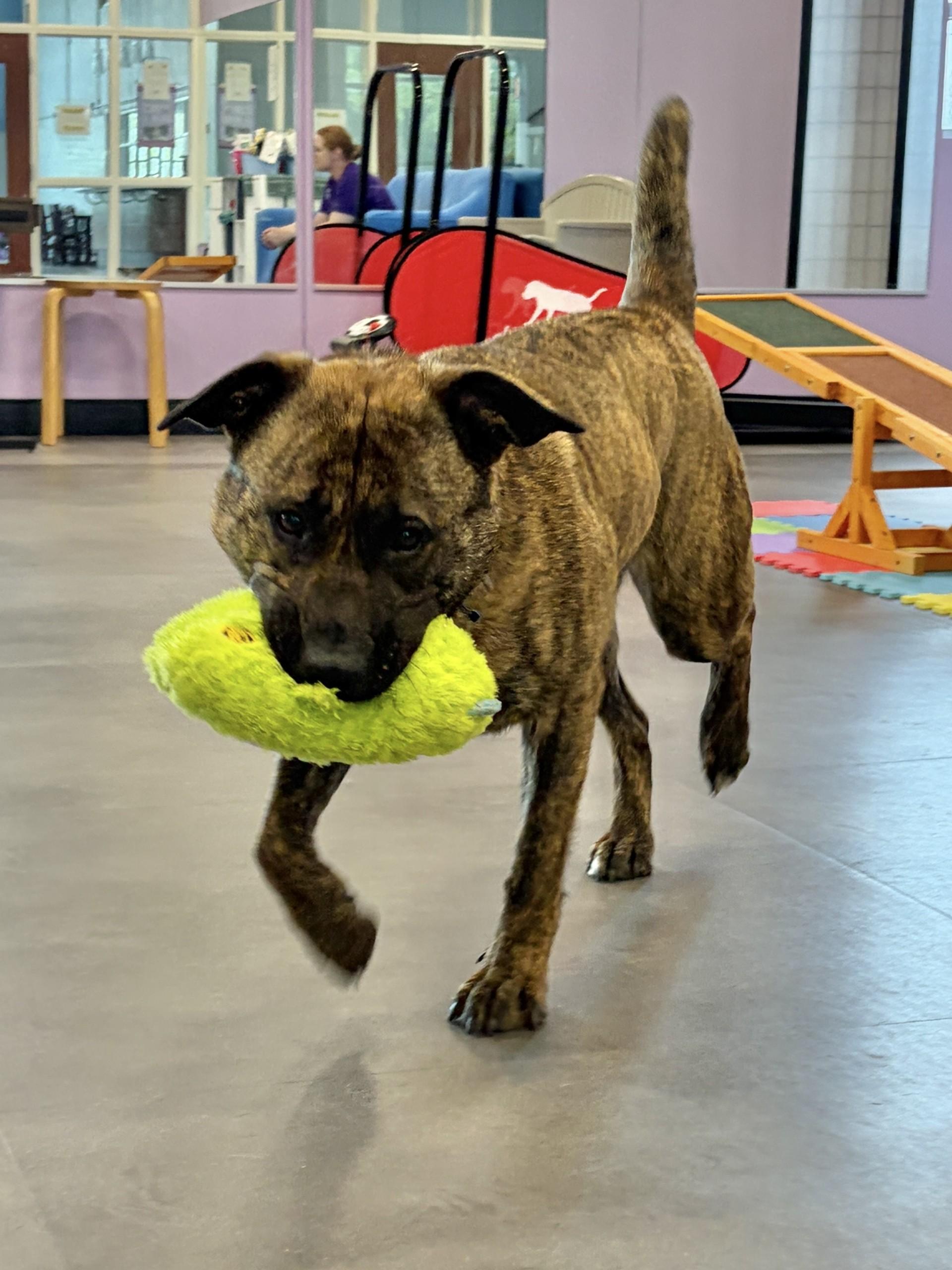 Zelda, a ADOPTABLE mixed breed in Aurora, IL image 2/2