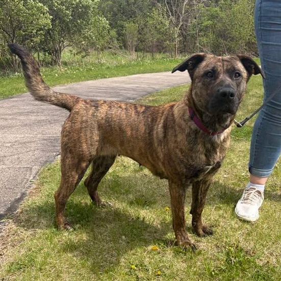 Zelda, ADOPTABLE, Adult Female Mastiff.