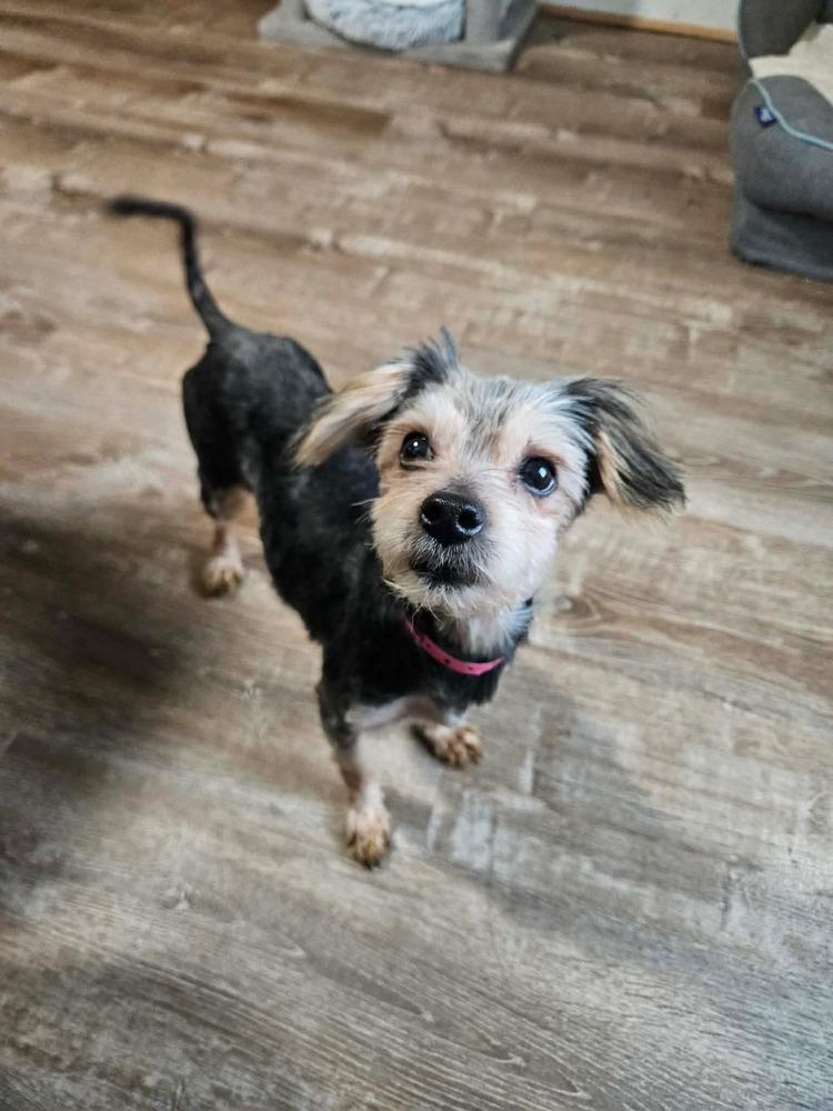 Mavis , ADOPTABLE, Adult Female Yorkshire Terrier.