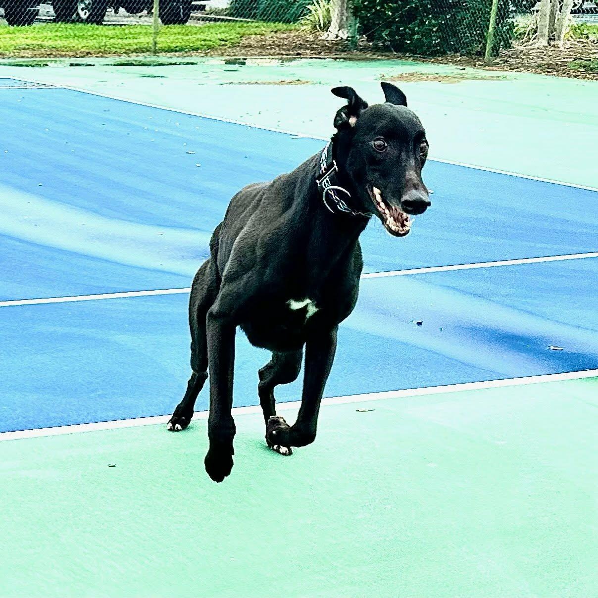 Enlarge Dognor Paddy (Paddy), a ADOPTABLE Greyhound in North Port, FL image 2/6