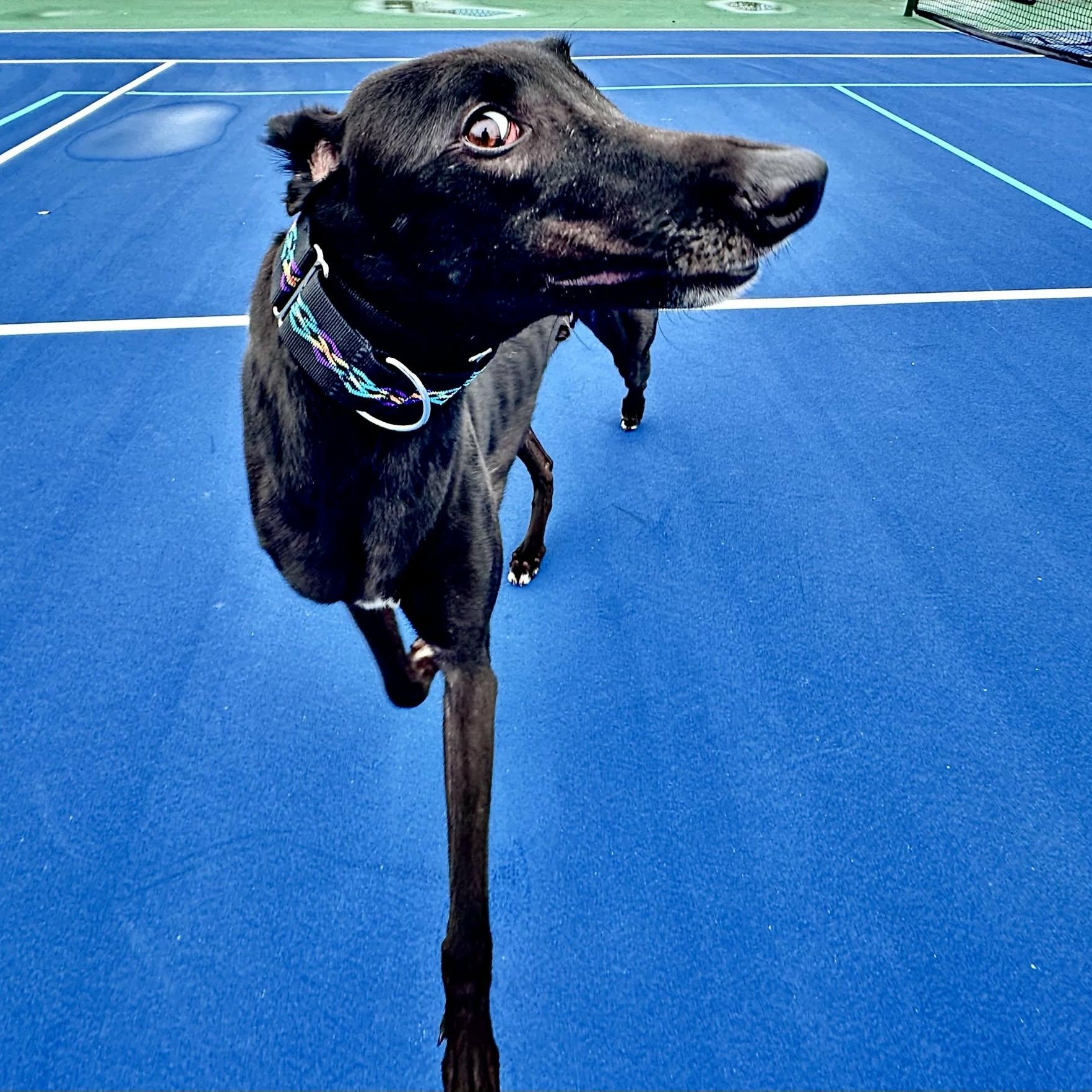 Enlarge Dognor Paddy (Paddy), a ADOPTABLE Greyhound in North Port, FL image 3/6