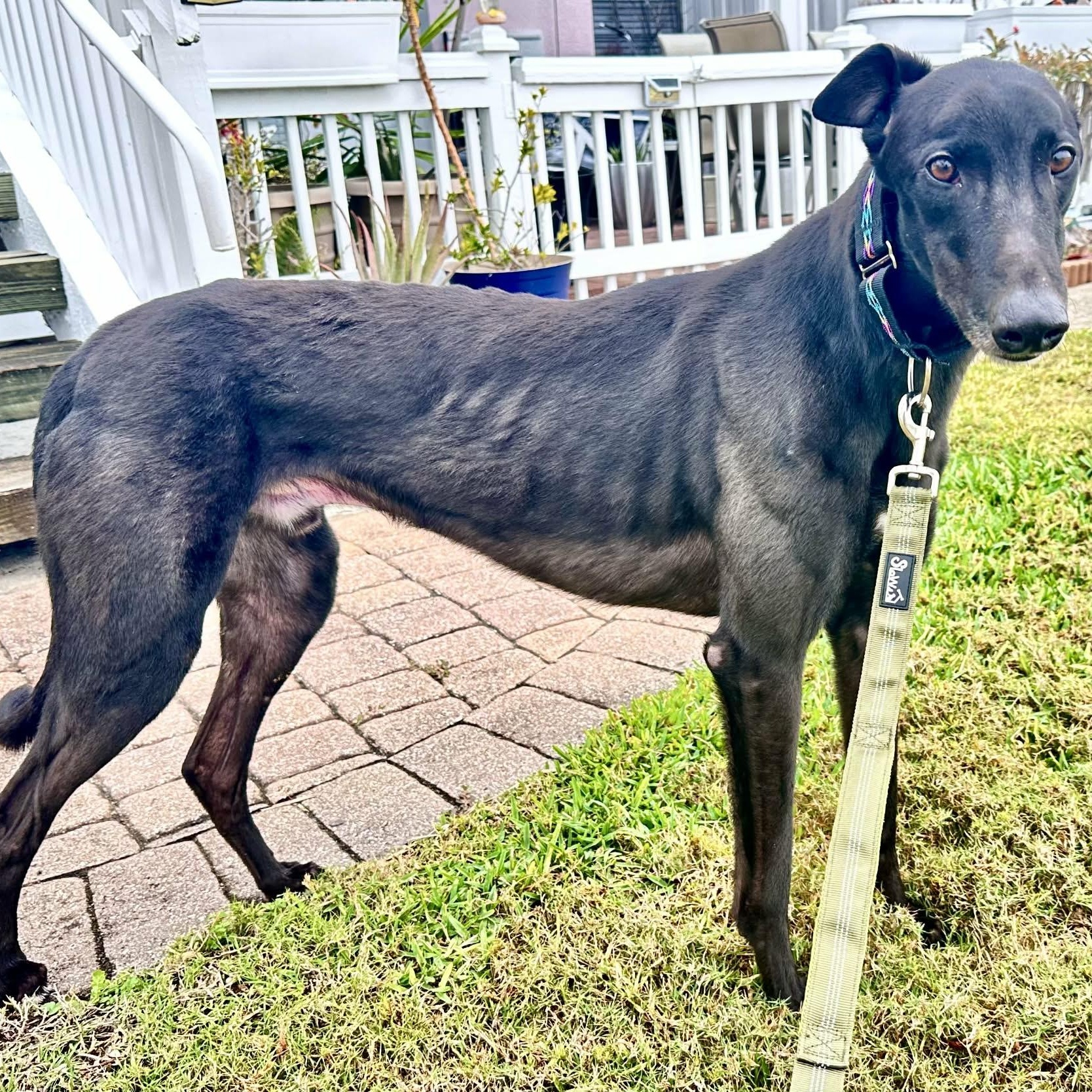 Enlarge Dognor Paddy (Paddy), a ADOPTABLE Greyhound in North Port, FL image 5/6