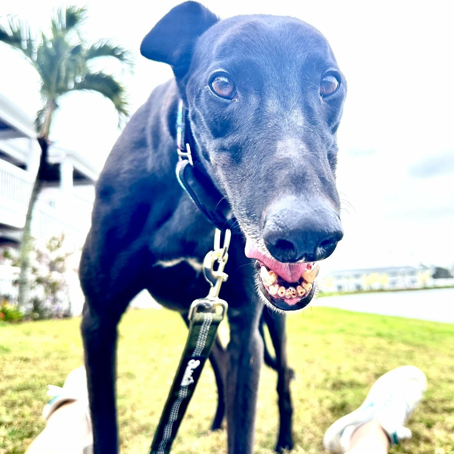 Dognor Paddy (Paddy), ADOPTABLE, Adult Male Greyhound.