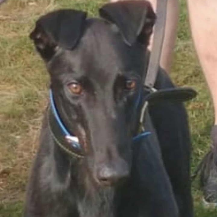 Enlarge Dognor Paddy (Paddy), a ADOPTABLE Greyhound in North Port, FL image 4/6