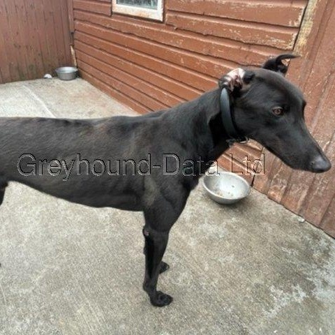 Enlarge Dognor Paddy (Paddy), a ADOPTABLE Greyhound in North Port, FL image 6/6
