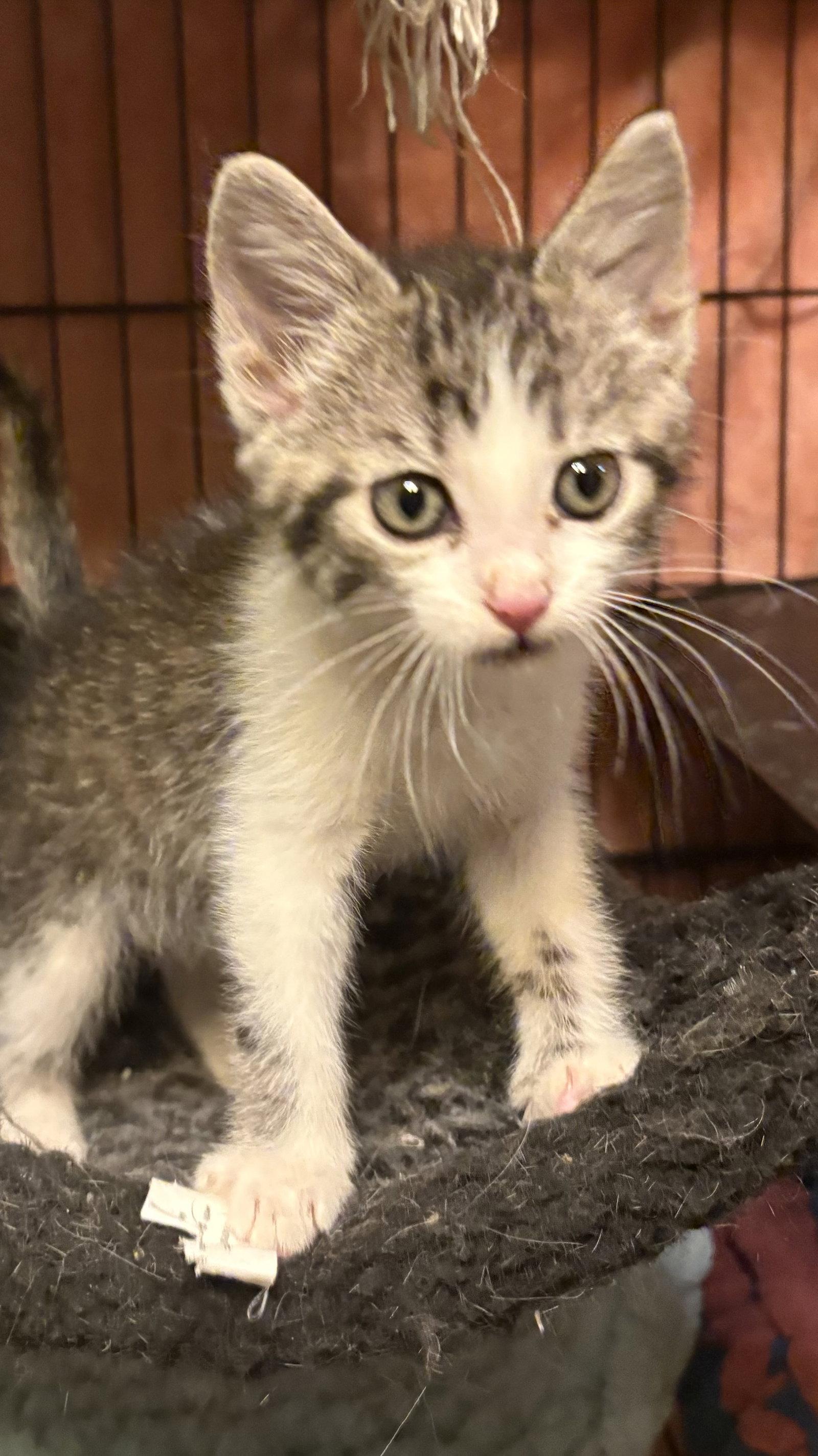 Sweet Pea (th), Adoptable, Kitten Female Domestic Short Hair.