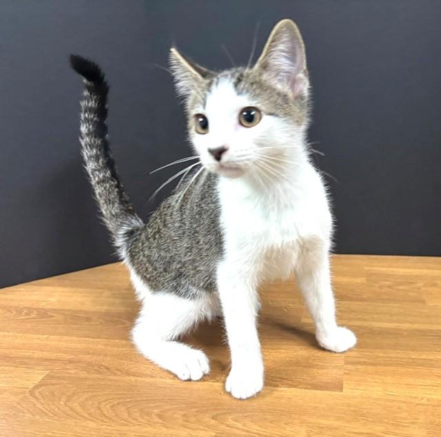 Enlarge Webster, a Adoptable Domestic Short Hair in Hawk Point, MO image 3/4