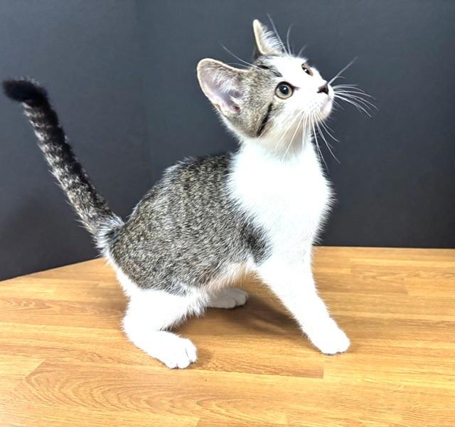 Enlarge Webster, a Adoptable Domestic Short Hair in Hawk Point, MO image 2/4