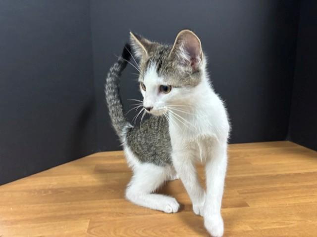 Enlarge Webster, a Adoptable Domestic Short Hair in Hawk Point, MO image 4/4