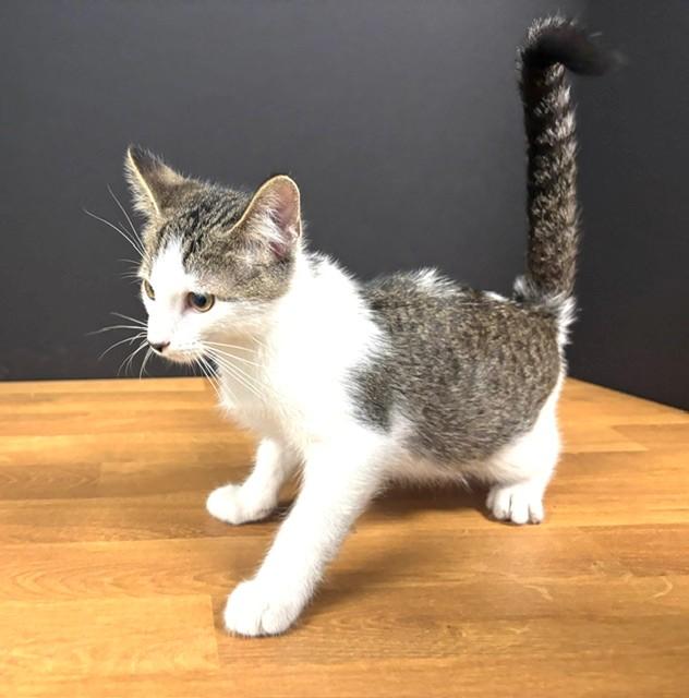 Enlarge Webster, a Adoptable Domestic Short Hair in Hawk Point, MO image 1/4