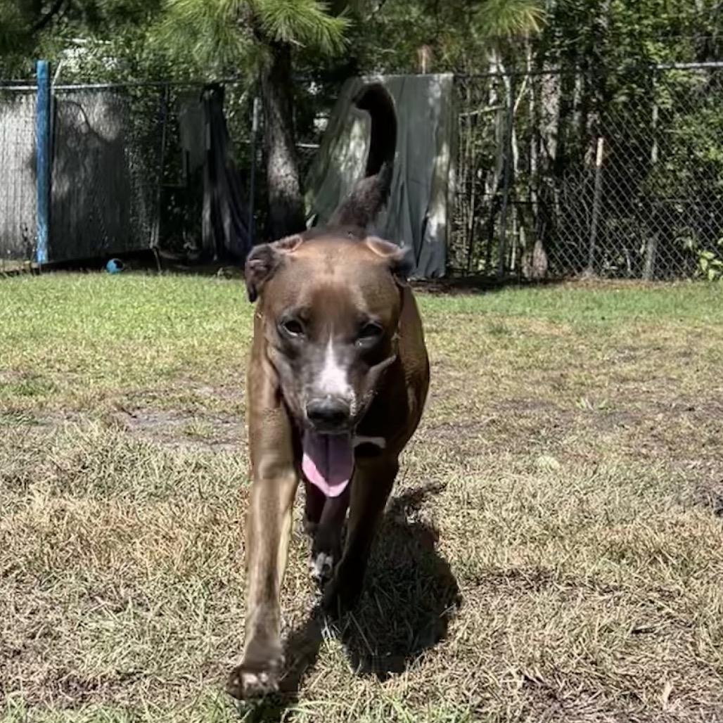 Enlarge Mocha, a Adoptable Pit Bull Terrier in Newport, NC image 1/6