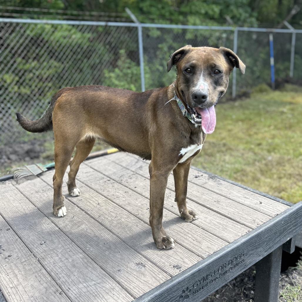 Enlarge Mocha, a Adoptable Pit Bull Terrier in Newport, NC image 2/6