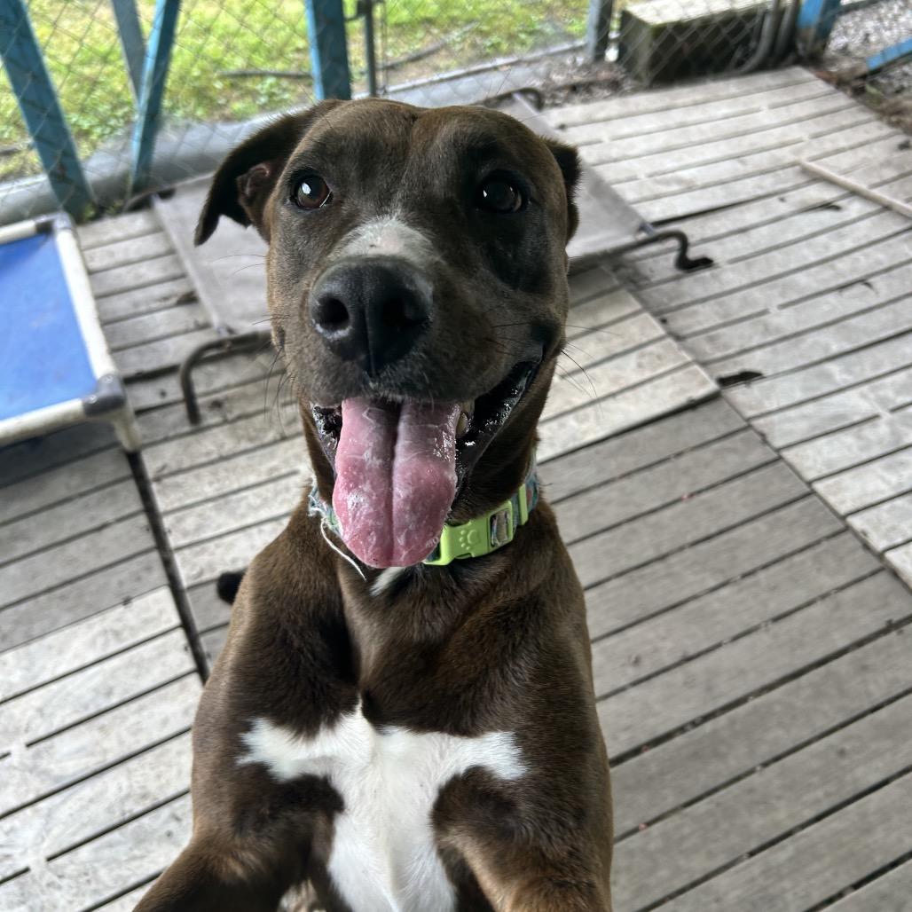 Enlarge Mocha, a Adoptable Pit Bull Terrier in Newport, NC image 3/6