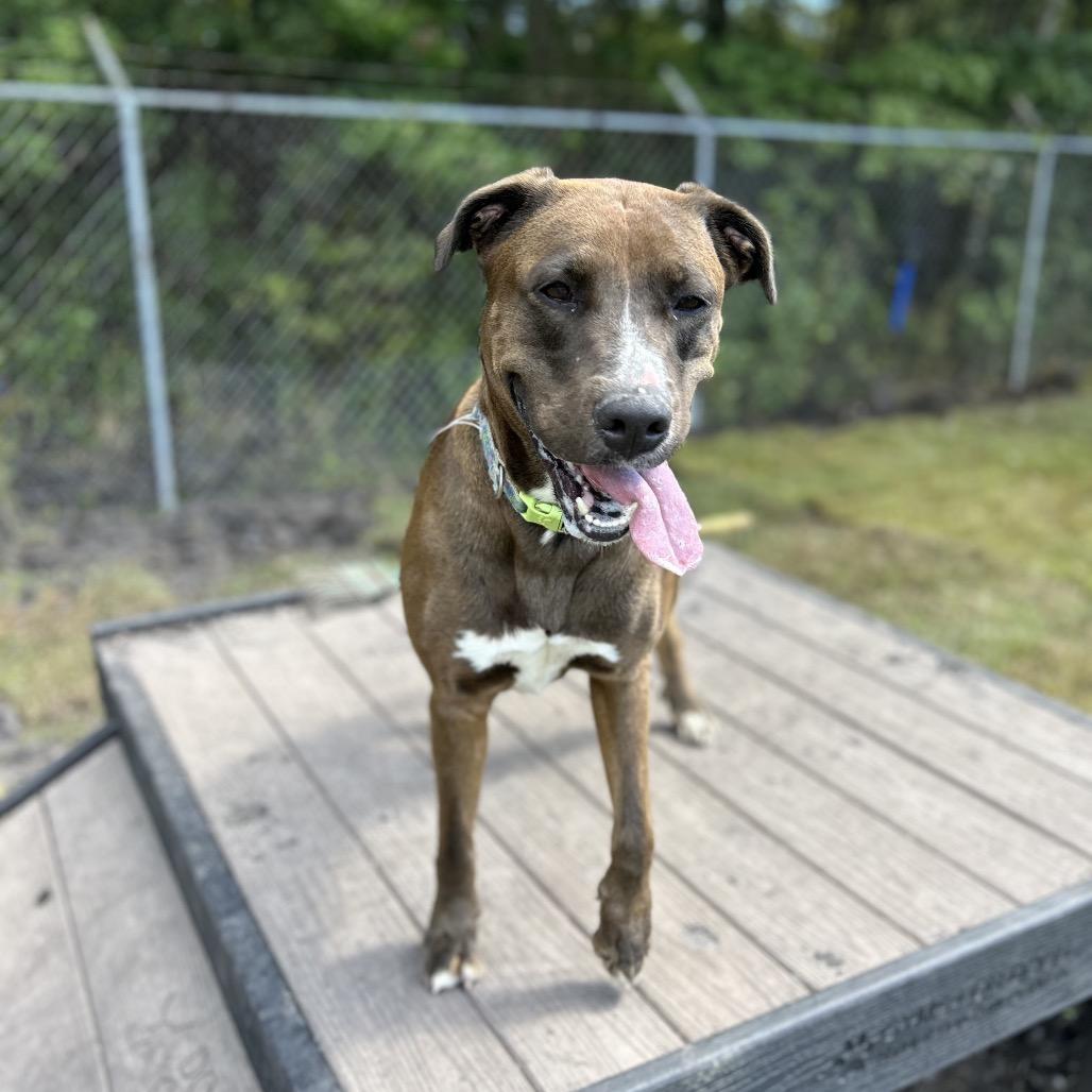 Enlarge Mocha, a Adoptable Pit Bull Terrier in Newport, NC image 4/6