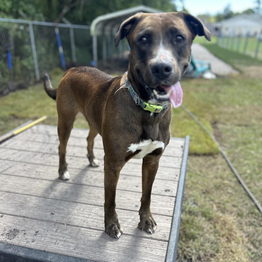 Enlarge Mocha, a Adoptable Pit Bull Terrier in Newport, NC image 5/6