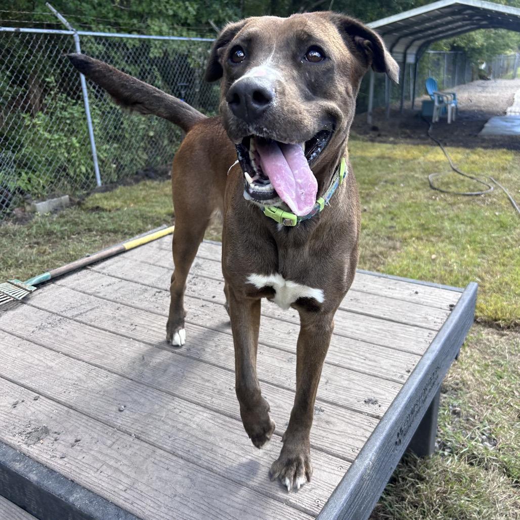 Enlarge Mocha, a Adoptable Pit Bull Terrier in Newport, NC image 6/6