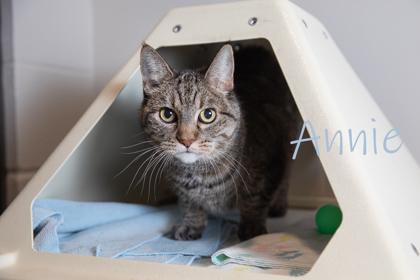 Annie **SPONSORED**, Adoptable, Senior Female Domestic Short Hair & Domestic Short Hair.