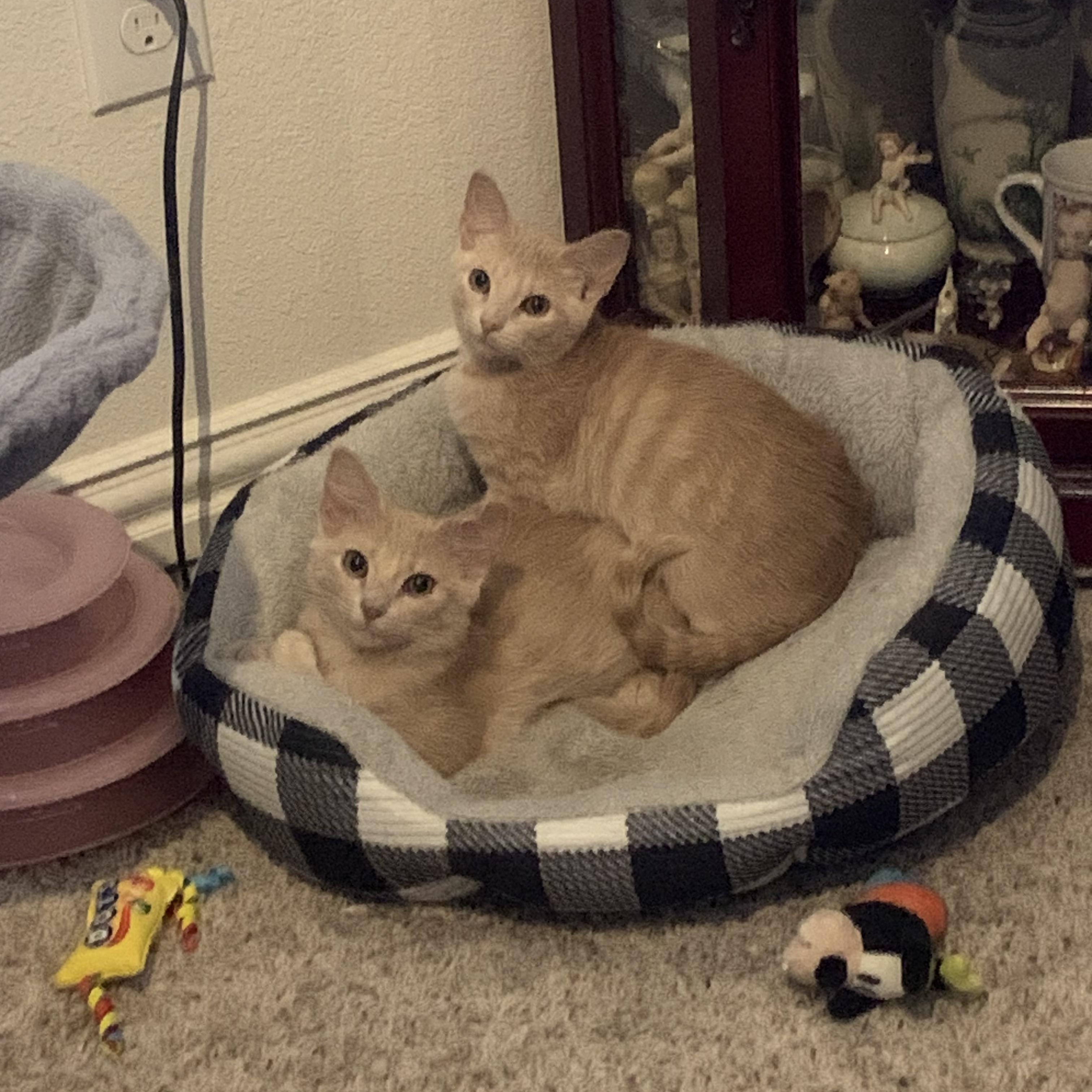 Enlarge Cinderella C5454, a ADOPTABLE Domestic Short Hair in Coppell, TX image 1/5