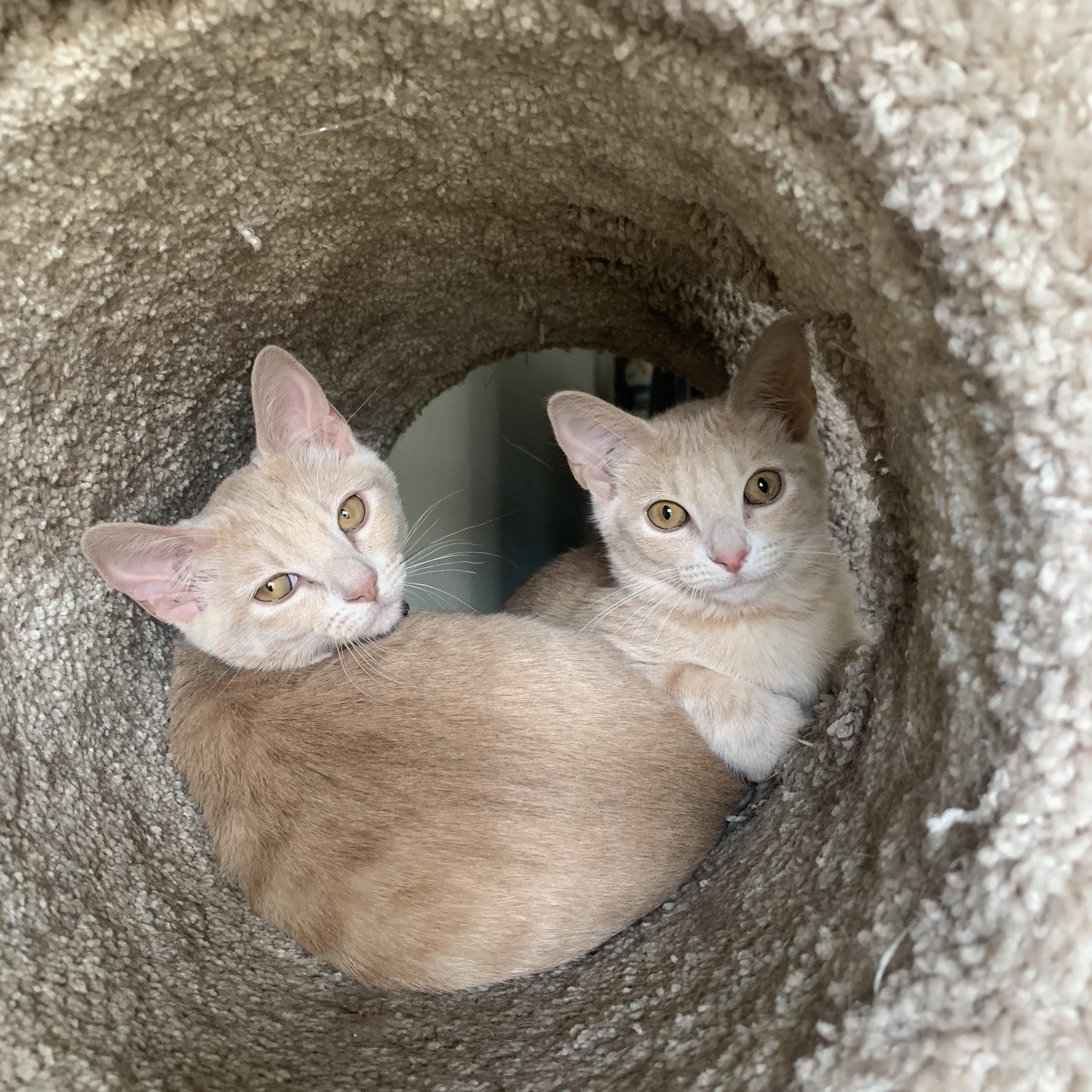 Enlarge Cinderella C5454, a ADOPTABLE Domestic Short Hair in Coppell, TX image 2/5