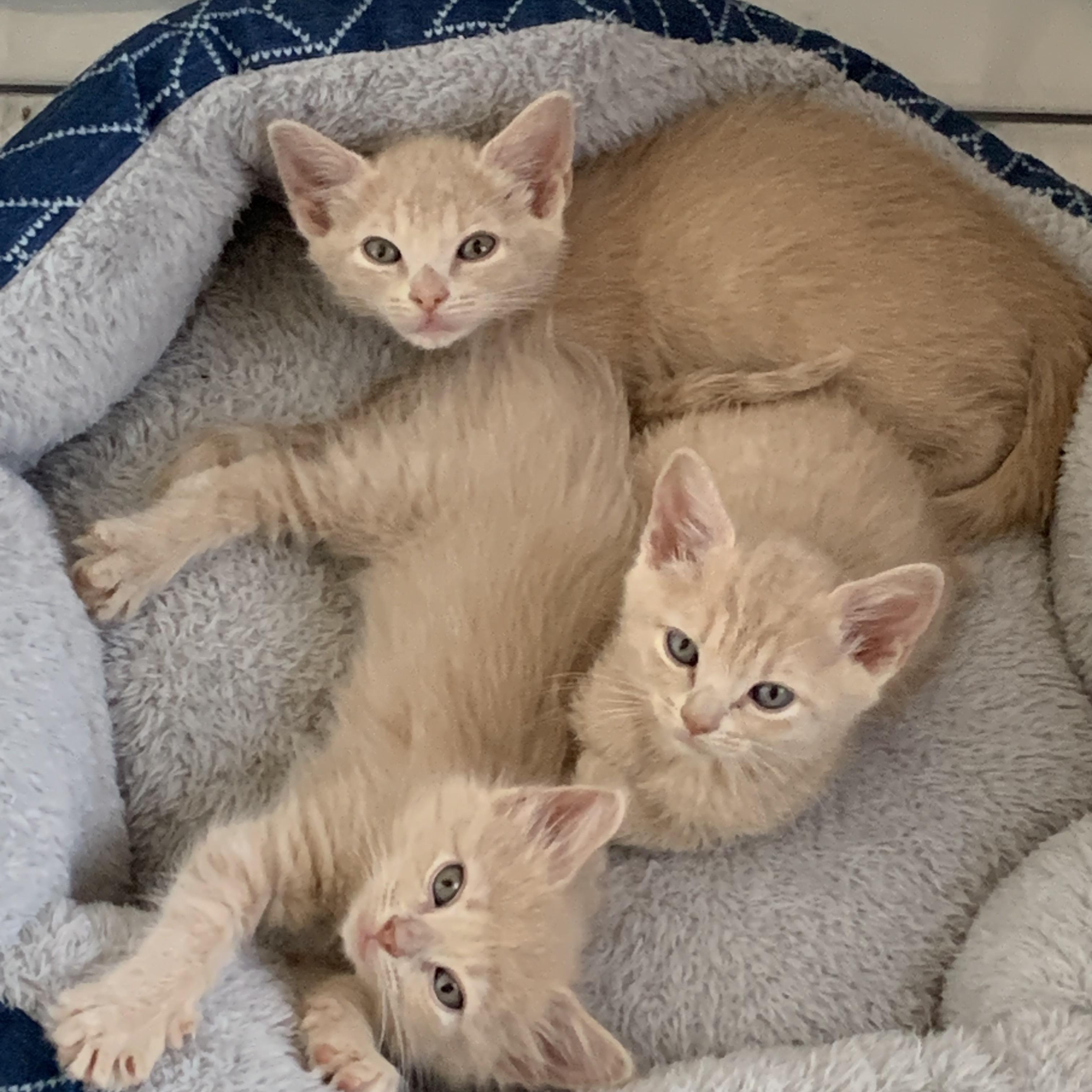 Enlarge Cinderella C5454, a ADOPTABLE Domestic Short Hair in Coppell, TX image 3/5