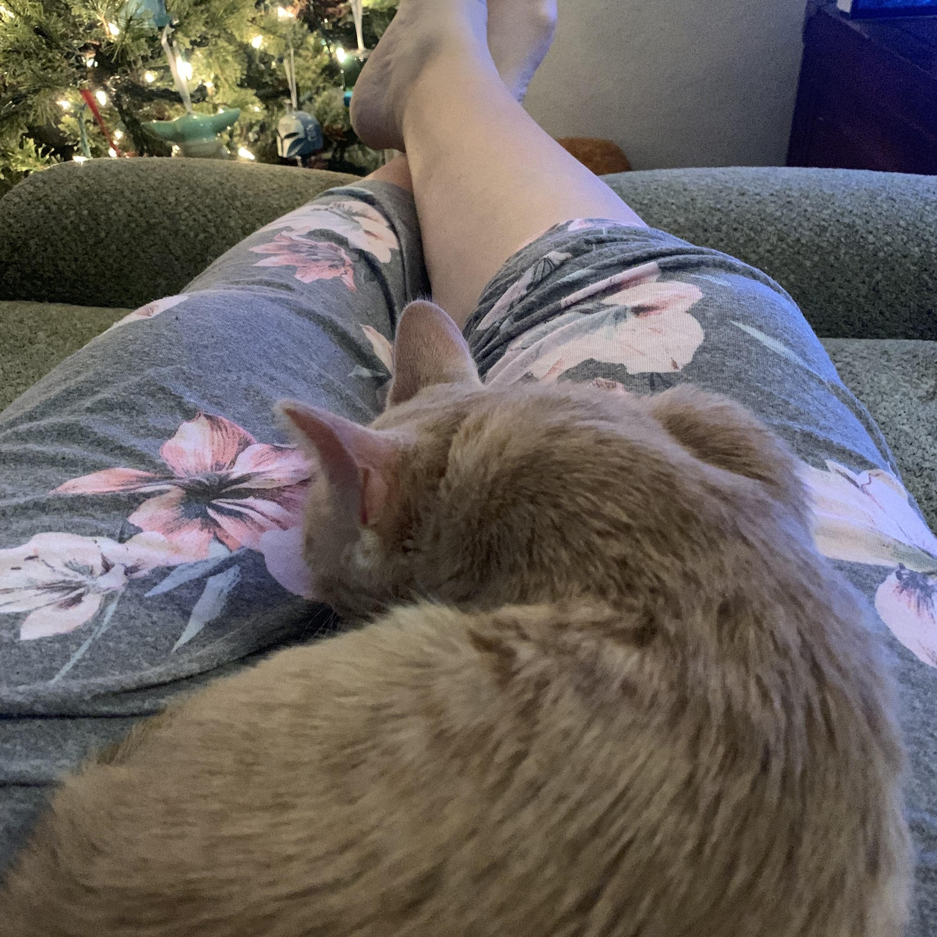 Enlarge Cinderella C5454, a ADOPTABLE Domestic Short Hair in Coppell, TX image 4/6