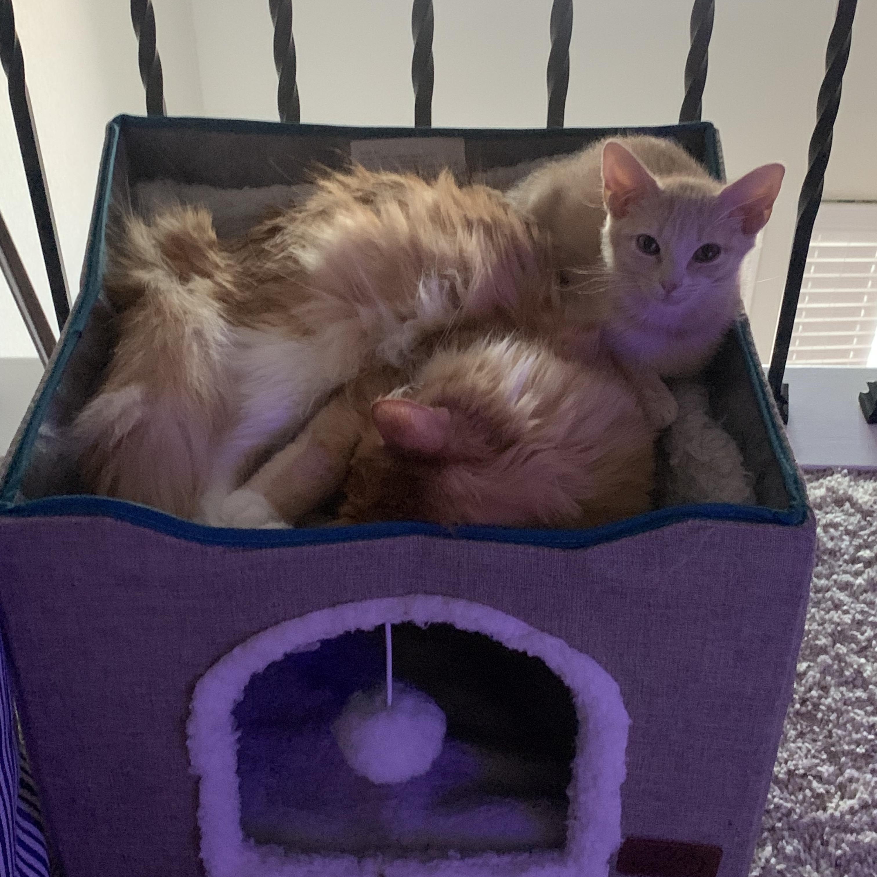 Enlarge Cinderella C5454, a ADOPTABLE Domestic Short Hair in Coppell, TX image 4/5