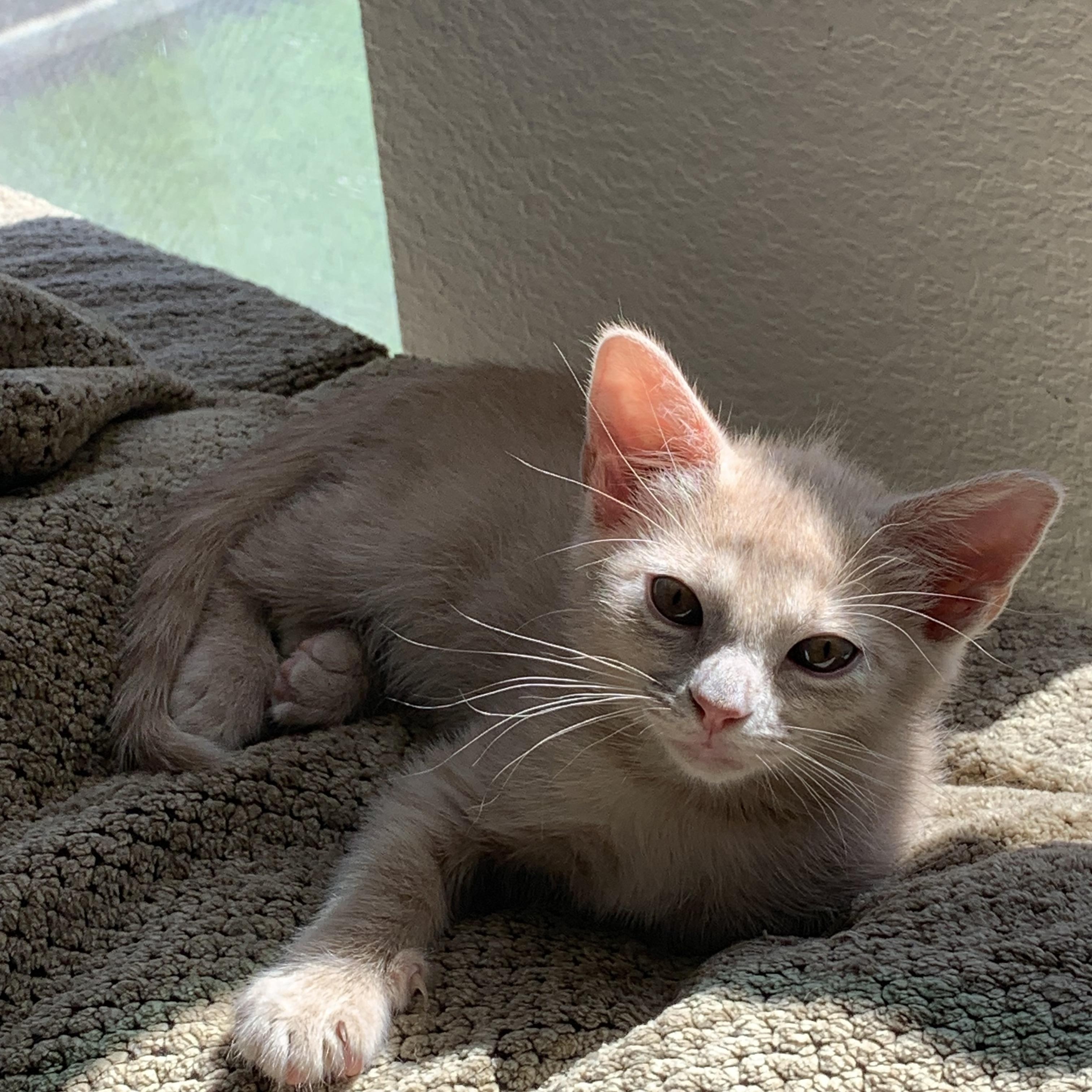 Enlarge Cinderella C5454, a ADOPTABLE Domestic Short Hair in Coppell, TX image 5/5