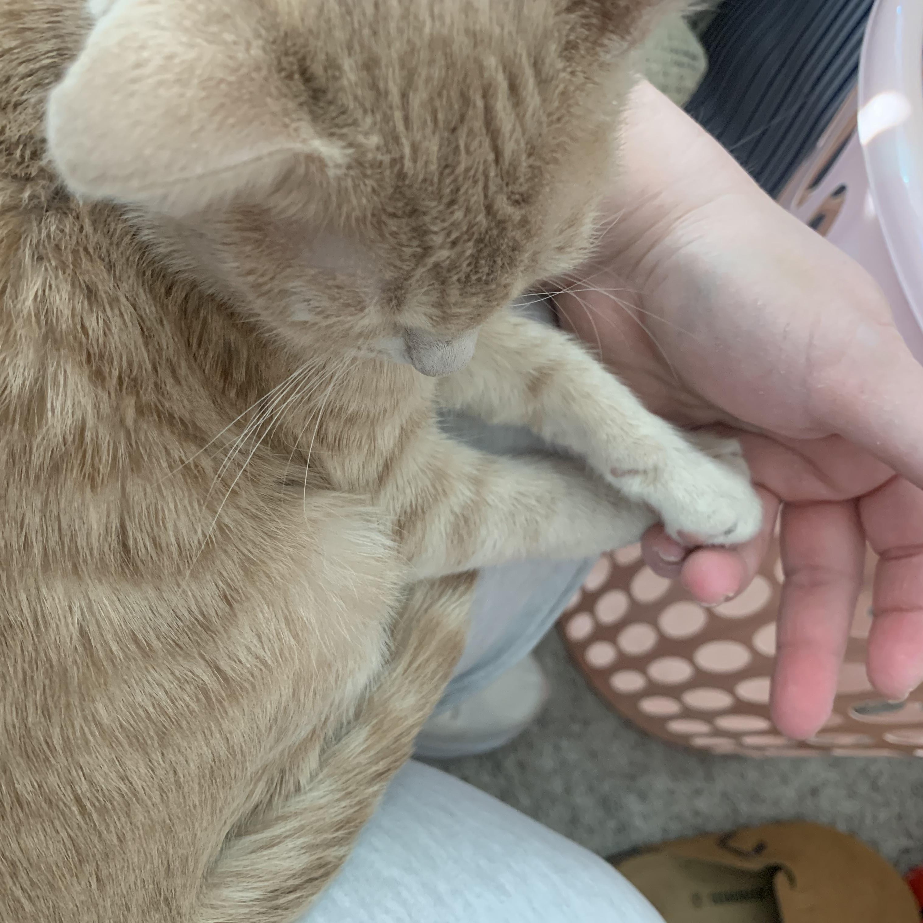 Enlarge Cinderella C5454, a ADOPTABLE Domestic Short Hair in Coppell, TX image 5/6