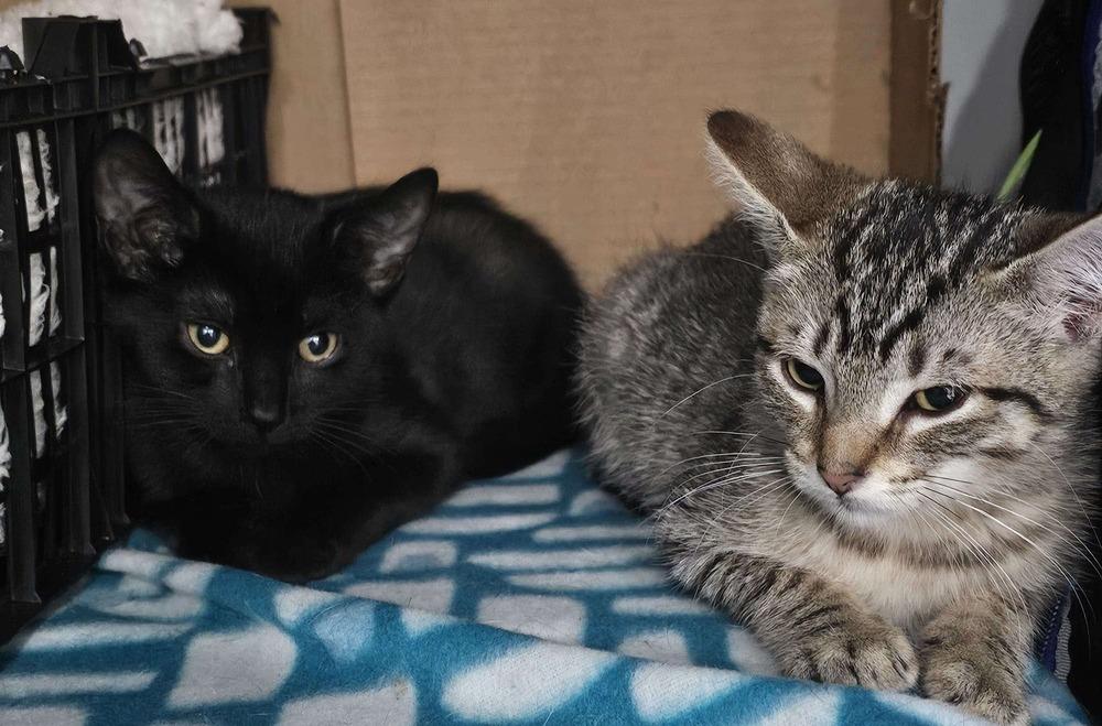 Sabrina, Adoptable, Kitten Female Bombay & Domestic Short Hair.