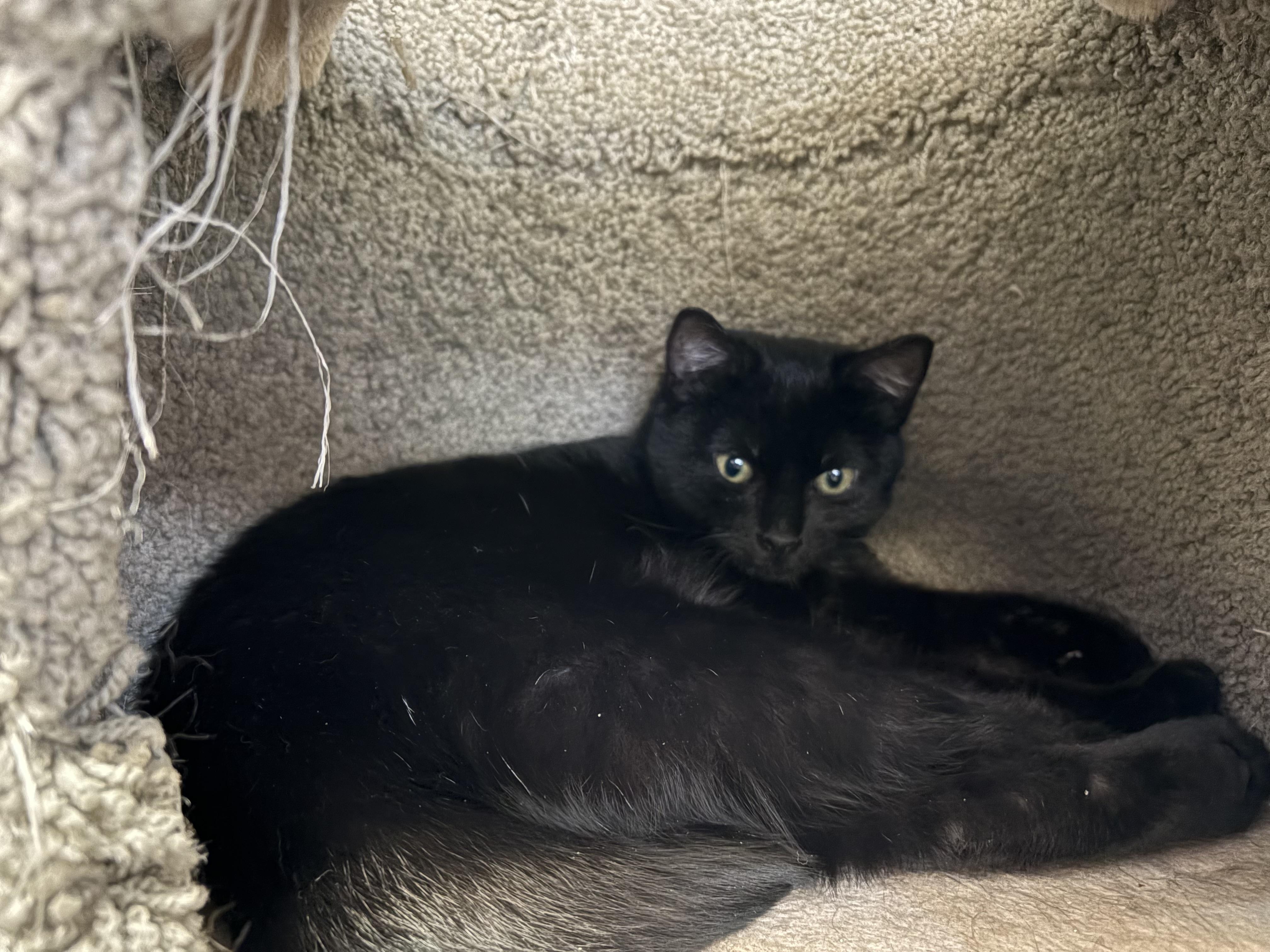 Enlarge Sugar, a Adoptable Domestic Short Hair in Carson City, NV image 1/2