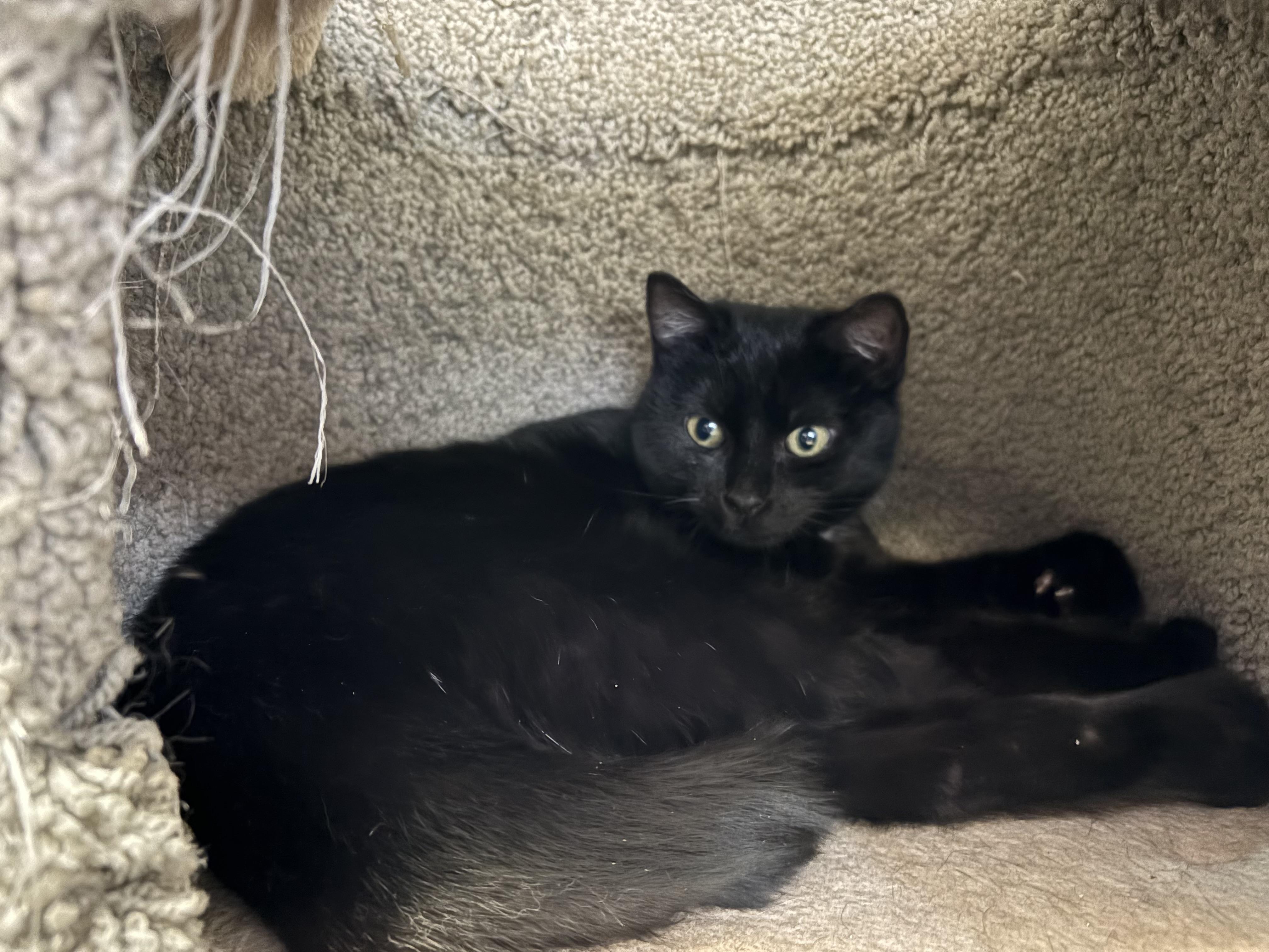 Enlarge Sugar, a Adoptable Domestic Short Hair in Carson City, NV image 2/2