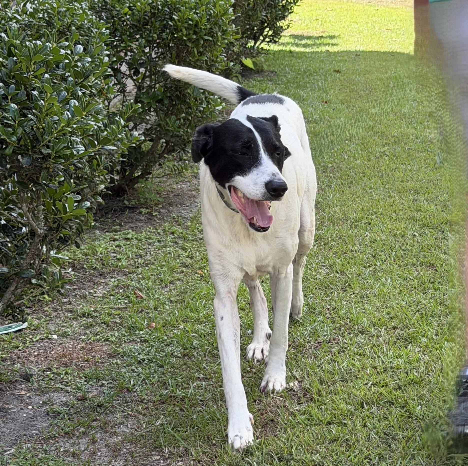 Enlarge Link, a ADOPTABLE mixed breed in Slidell, LA image 2/3