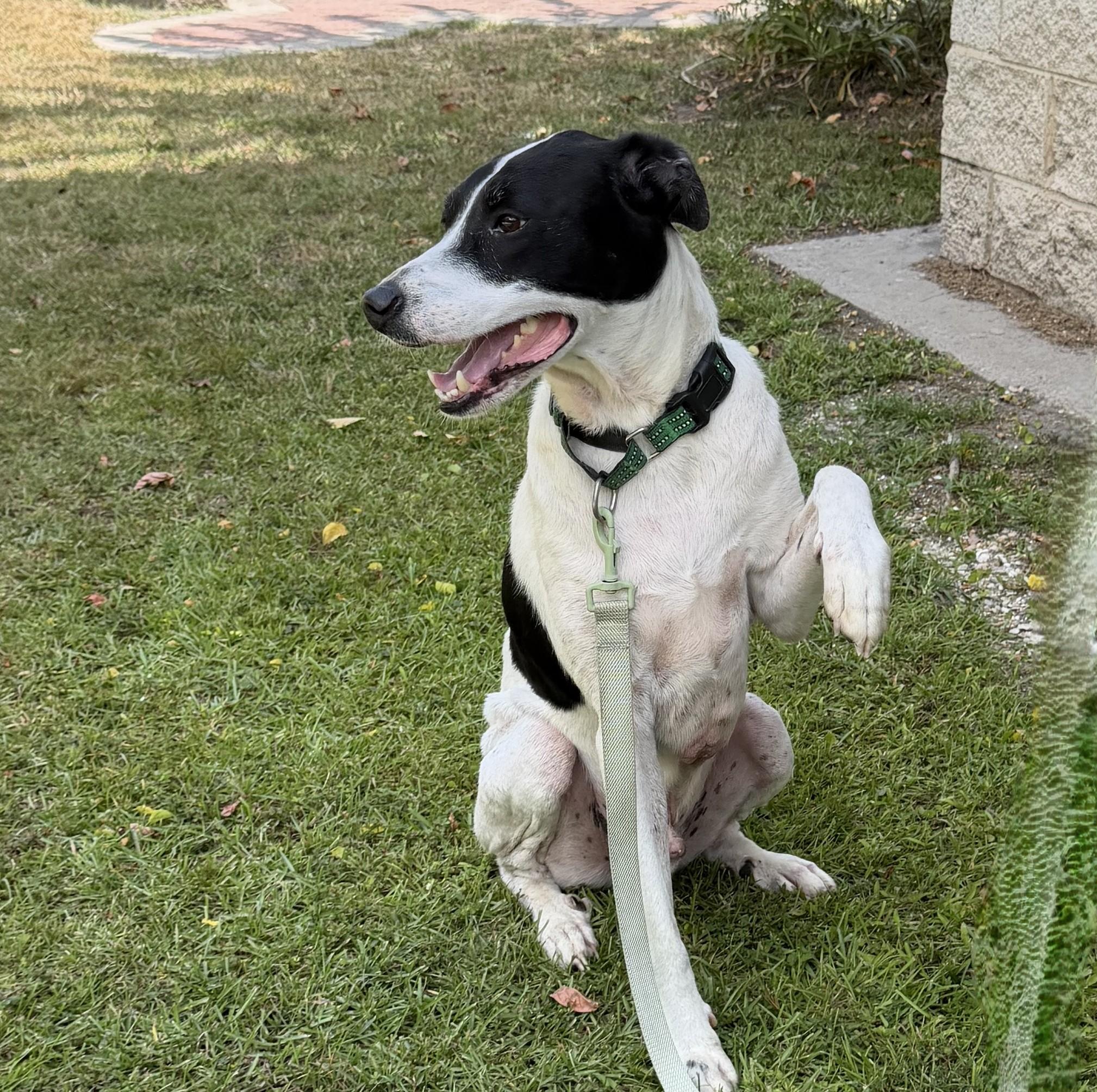 Enlarge Link, a ADOPTABLE mixed breed in Slidell, LA image 3/3